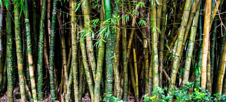 What kind of tree can be planted at the back of the house to keep the house and feng shui good