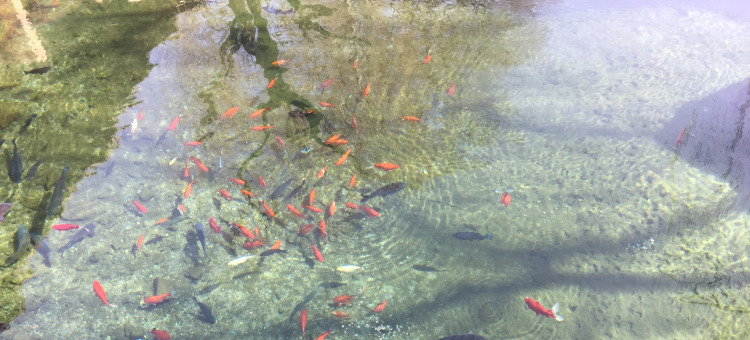물고기 연못의 풍수 레이아웃의 금기는 무엇입니까