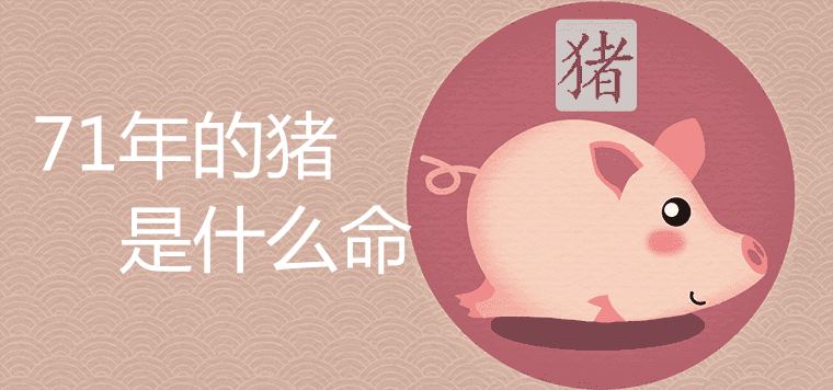 What is the life of a pig in 71