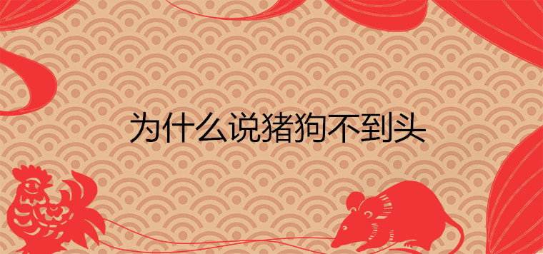왜 돼지와 개는 머리가 없다고 말합니까?