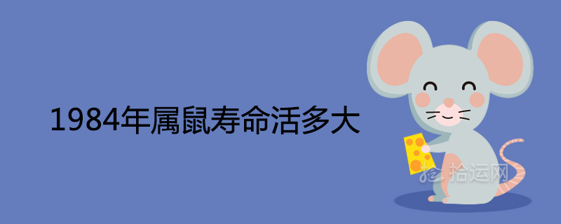 1984년 쥐의 수명은 얼마입니까