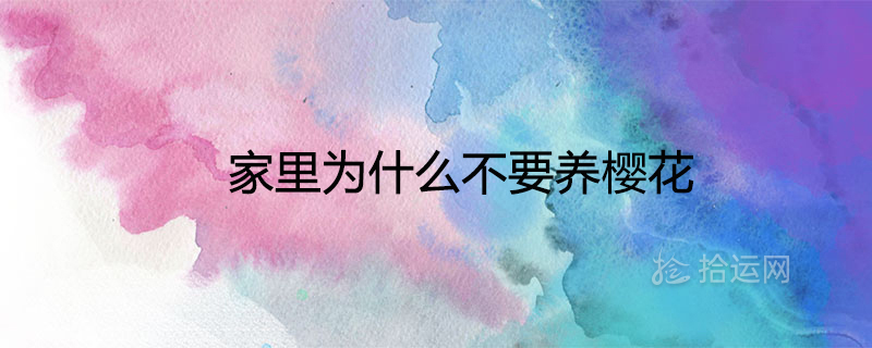 집에 벚꽃이 없는 이유