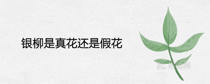 Is the silver willow a real flower or a fake flower