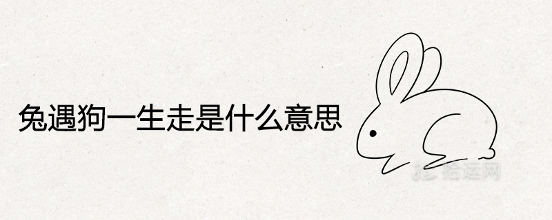 What does it mean when a rabbit meets a dog for a lifetime