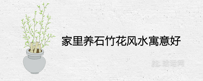 집에서 패랭이꽃을 키우는 풍수의 의미가 좋다