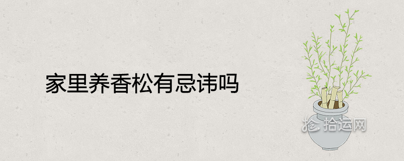 향긋한 소나무를 집에 두는 것이 금기입니까?