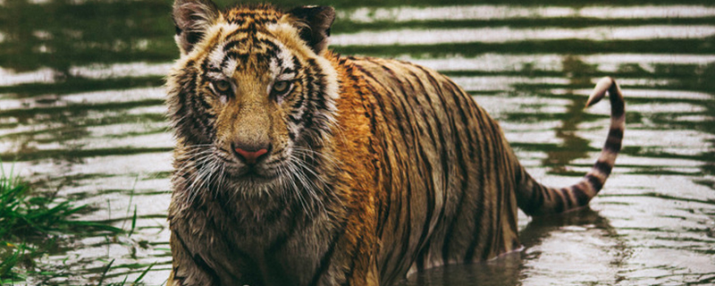 What does it mean to dream of fighting a tiger and killing it