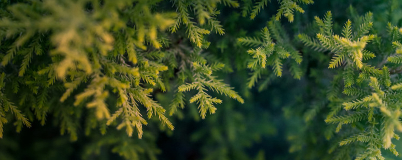 The feng shui function and meaning of black locust tree