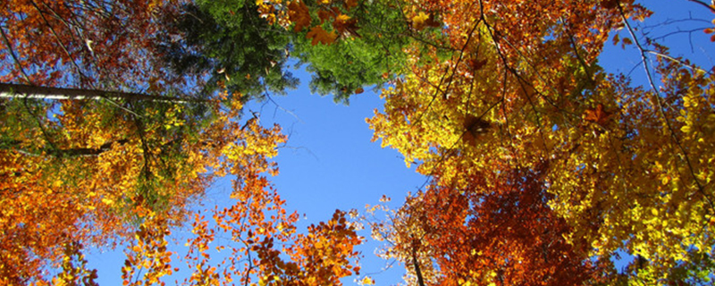 What are the plants that belong to feng shui