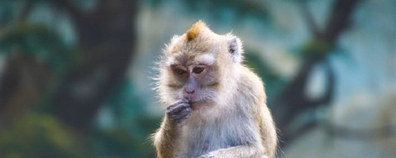 What years did the monkey man’s life in 68 years