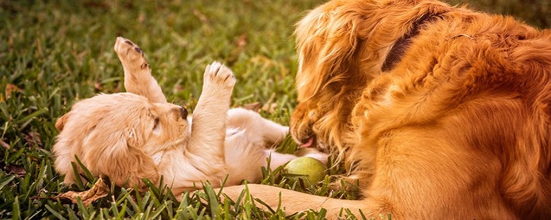 In 1982, the dog will be rich after the age of 40